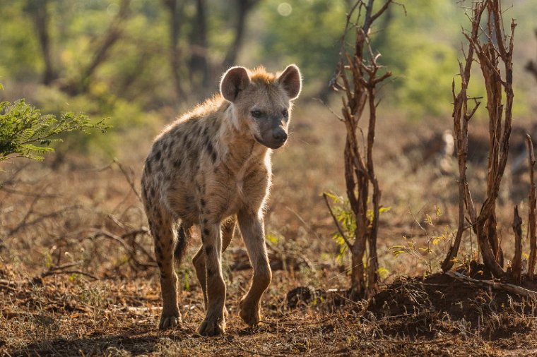 087 Kruger National Park, hyena.jpg